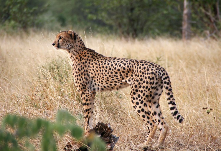 A cheetah