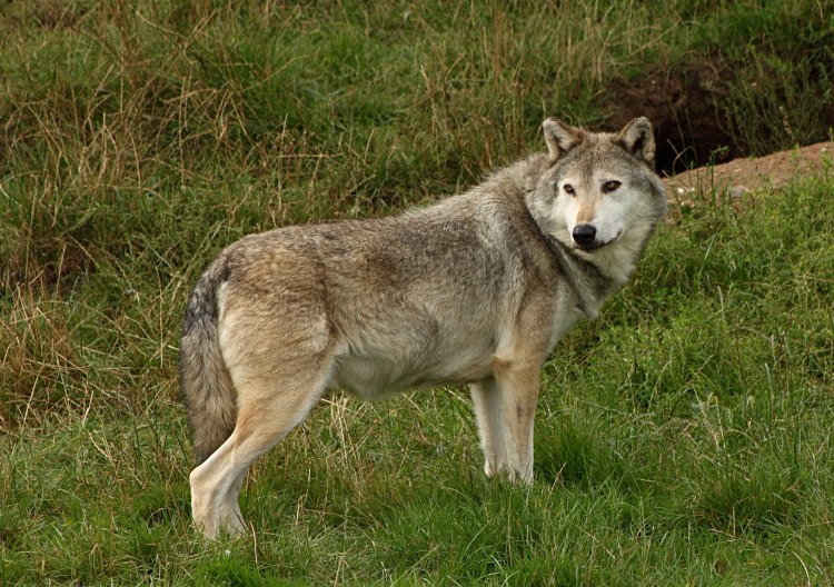 A grey wolf