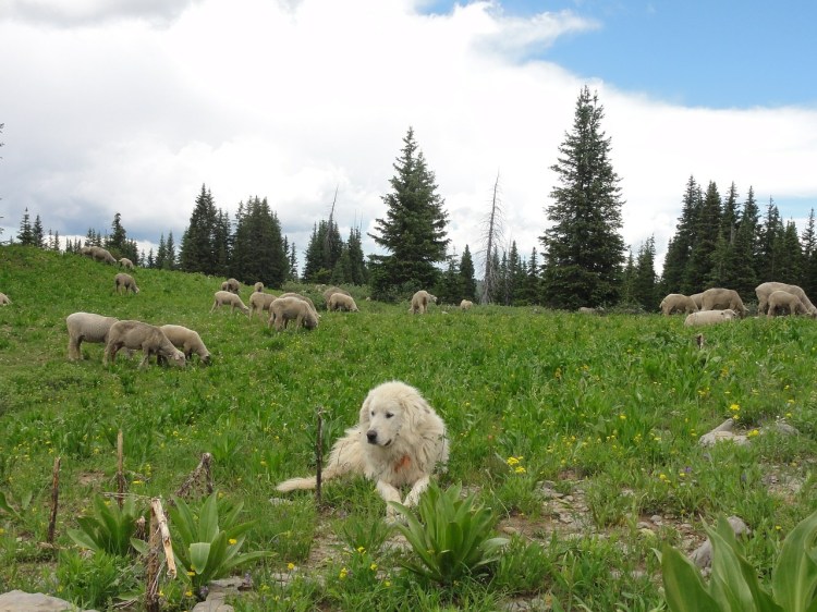 A sheep dog in front of a flock of sheep