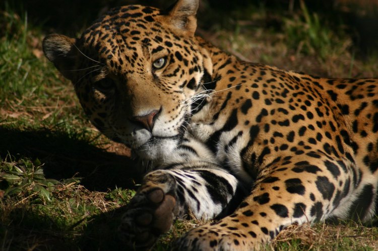 A jaguar