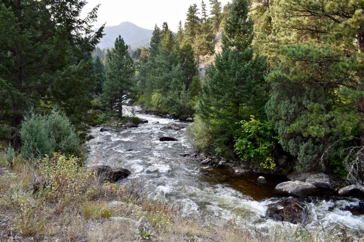 A river surrounded by pine trees