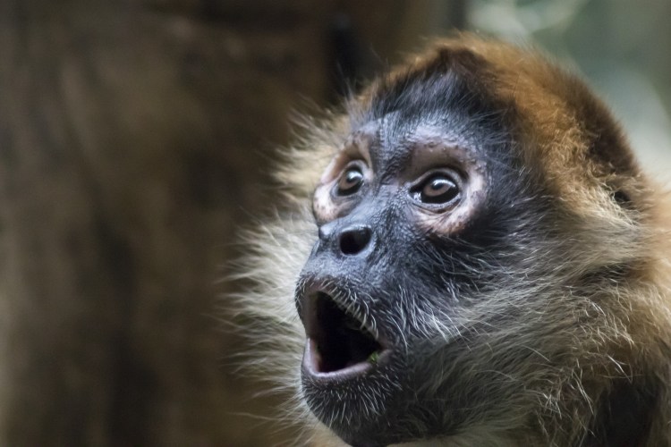 A monkey looking shocked.