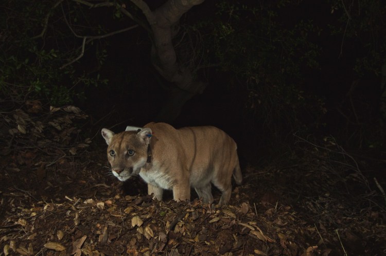A mountain lion.
