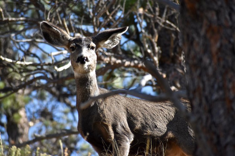 A mule deer.