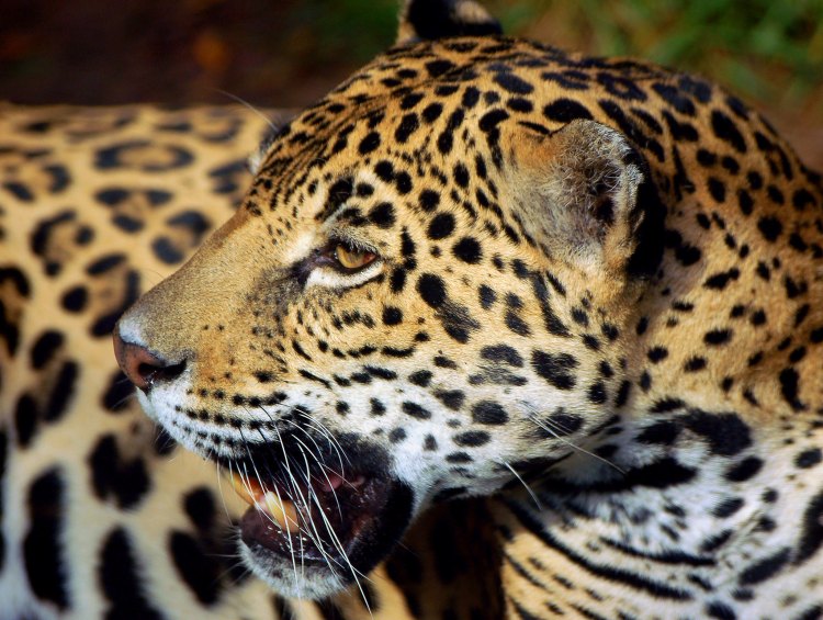 A jaguar