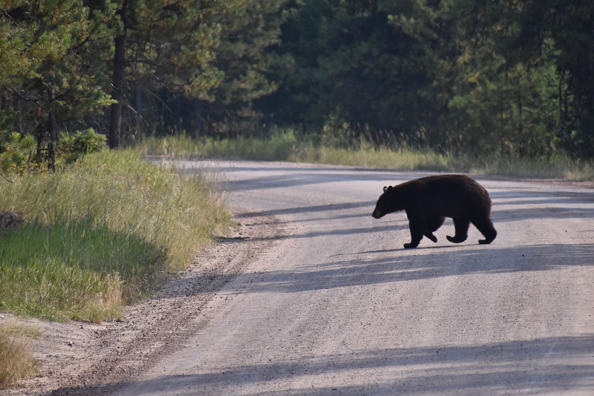 A black bear on a dirt road.