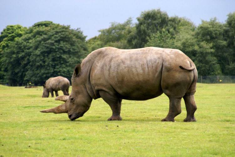 Two white rhinos