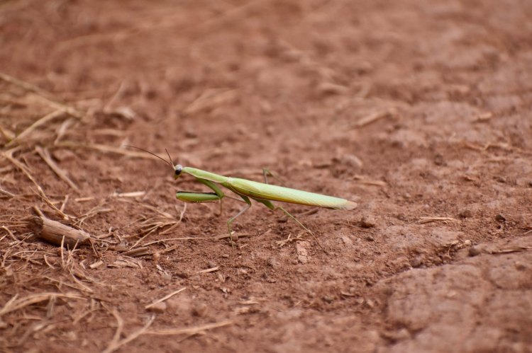 A praying mantis