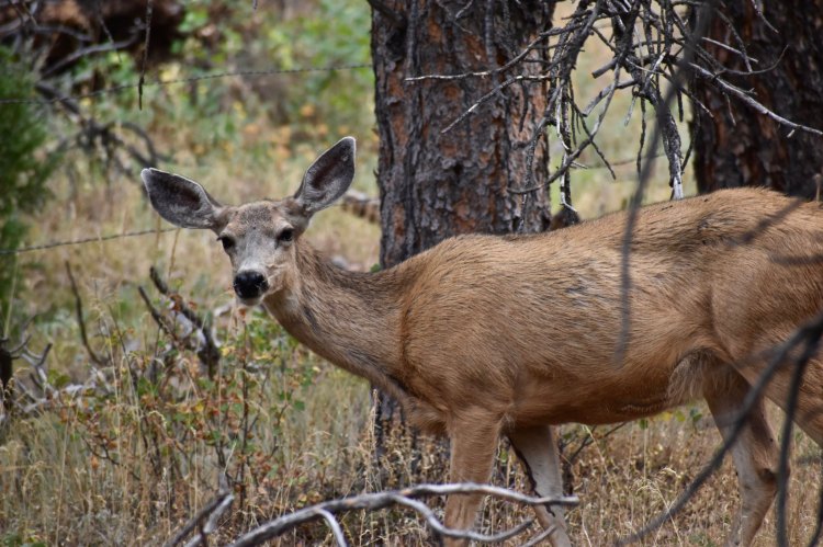 A mule deer